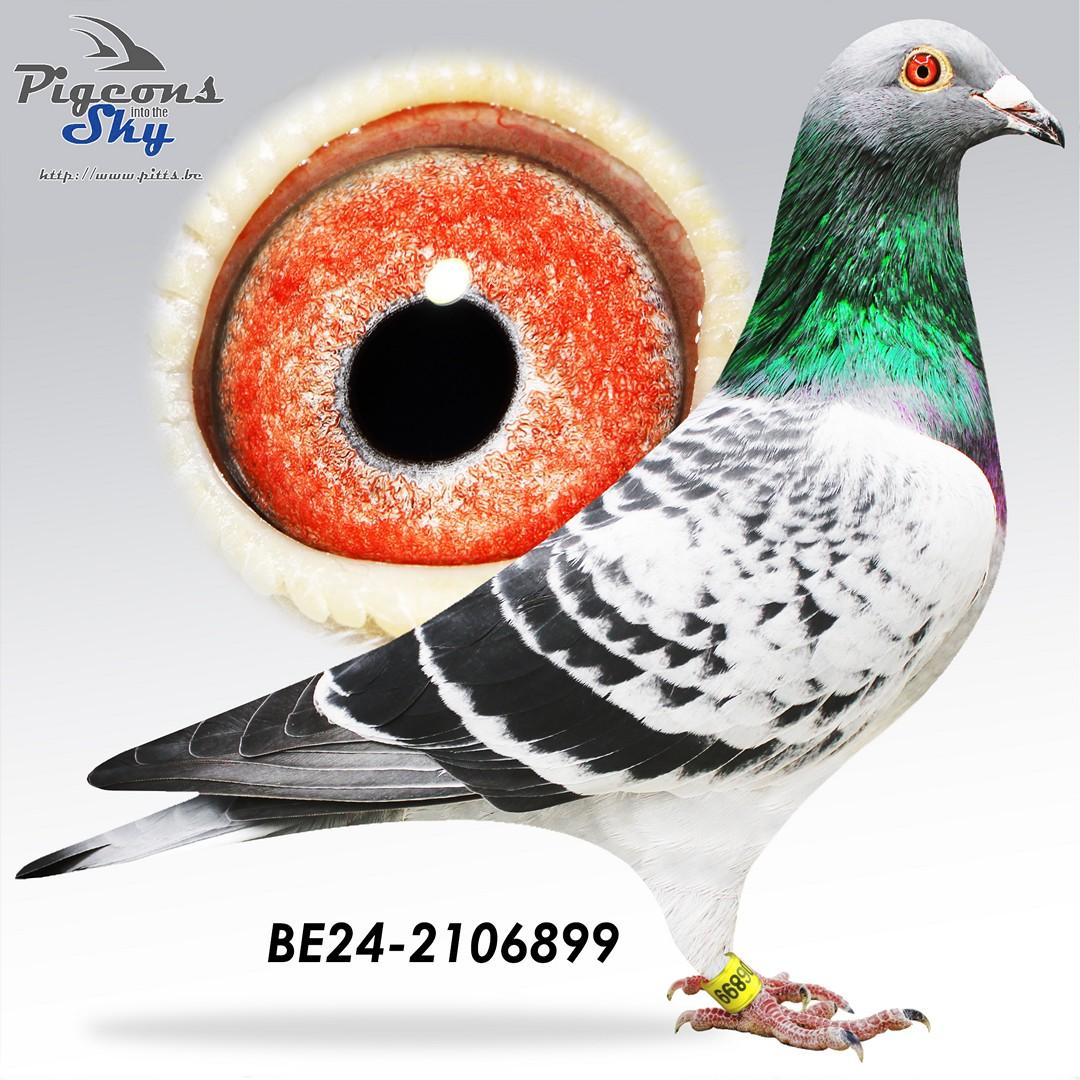 Volle broer “Den Playboy”, 11e Nat.Asduif Olympiade Cat G Jrl. 2026 & 12e Nat.Asduif World Best Pigeon Jrl. 2025