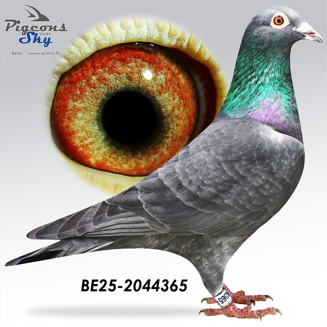 “Black Thunder", kleinzoon “Chiara” 5 nat. Asduif KBDB en kleinzoon stamduiven “Big Deal” en “Black Beauty” (Herbots K&K)