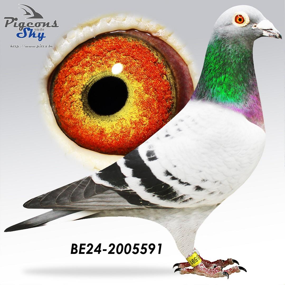 Volle broer ‘Lotte’ : 3 maal top 10 nationaal zone B1 !! Won zelf oa 12e Zonaal Argenton van 1371 duiven 