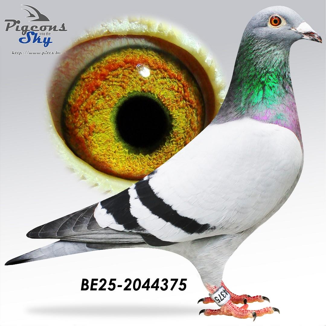 “Pluto" CTCC genotype - Zoon “Tiny Rebel” 1 prov. BU Argenton 1559 d. - 3 prov. Salbris 1655 d. - 8 nat. zone Bourges 4514 d.