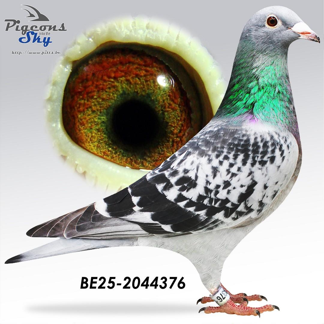 “Saturnus" CTCC genotype - Zoon “Tiny Rebel” 1 prov. BU Argenton 1559 d. - 3 prov. Salbris 1655 d. - 8 nat. zone Bourges 4514 d.