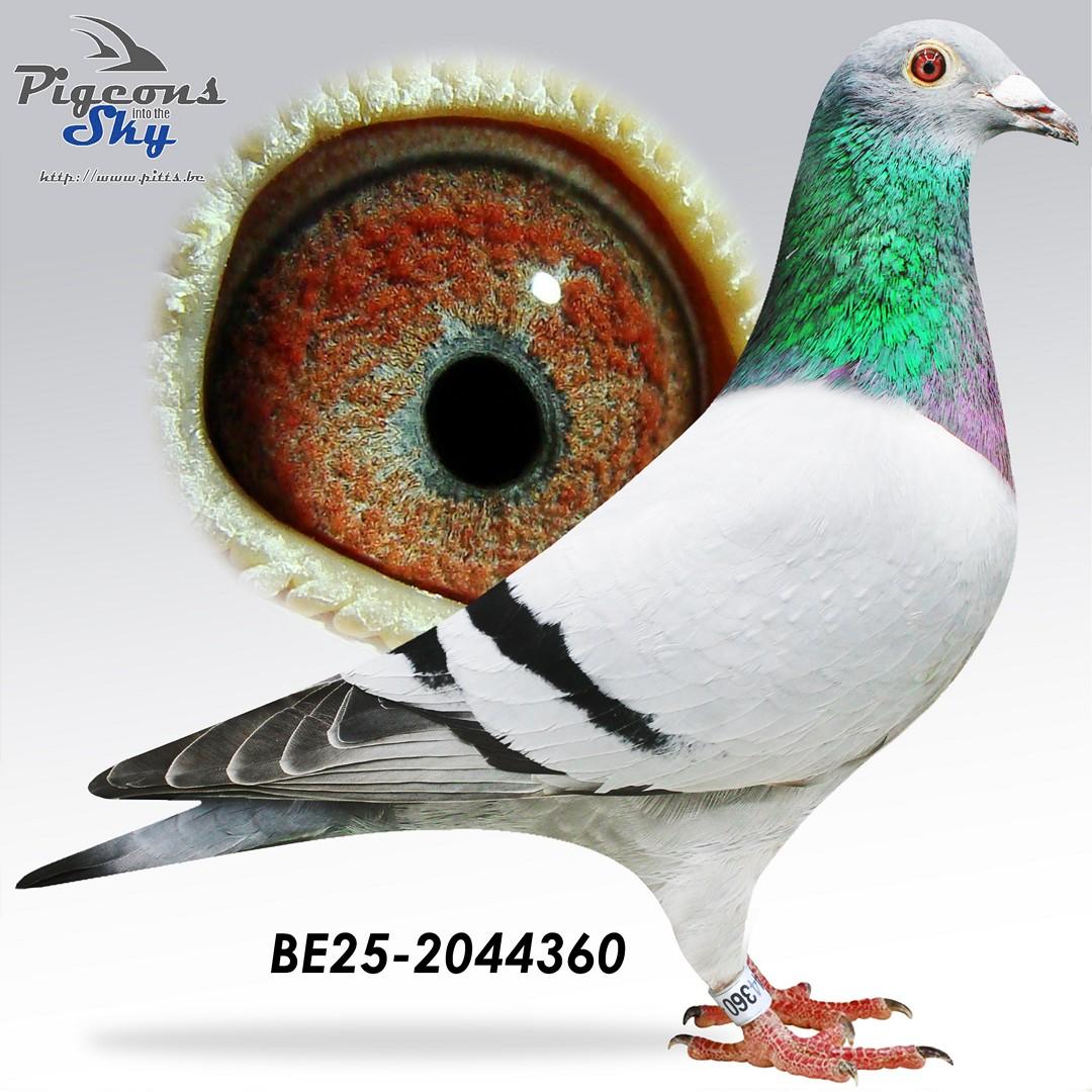 “Blue Label", genotype: AB-CCCT - Zoon 1 prov. Asduif allround KBDB met o.a. 4 Melun 6951 d.