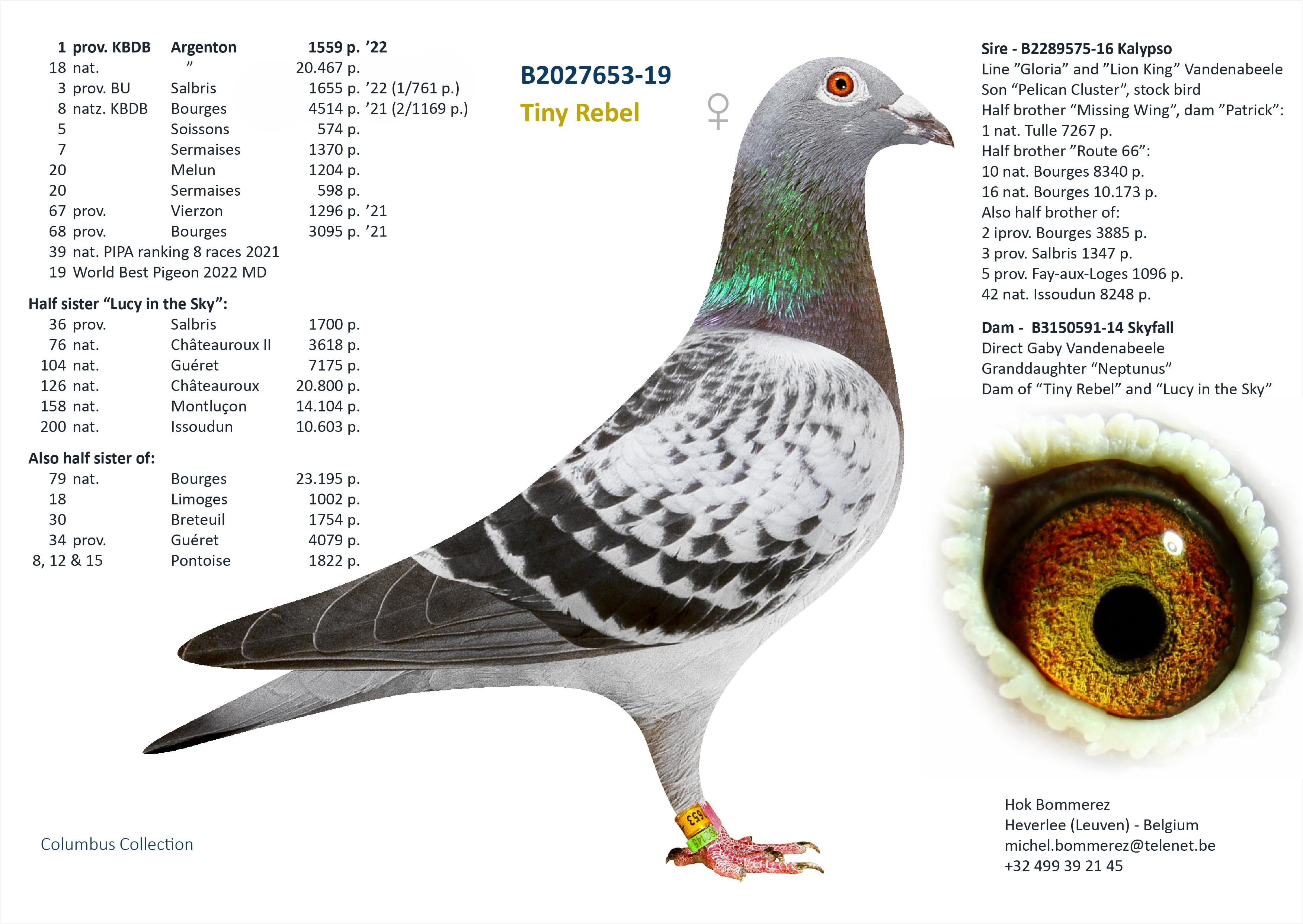 “Blue Label", genotype: AB-CCCT - Zoon 1 prov. Asduif allround KBDB met o.a. 4 Melun 6951 d. - Familie