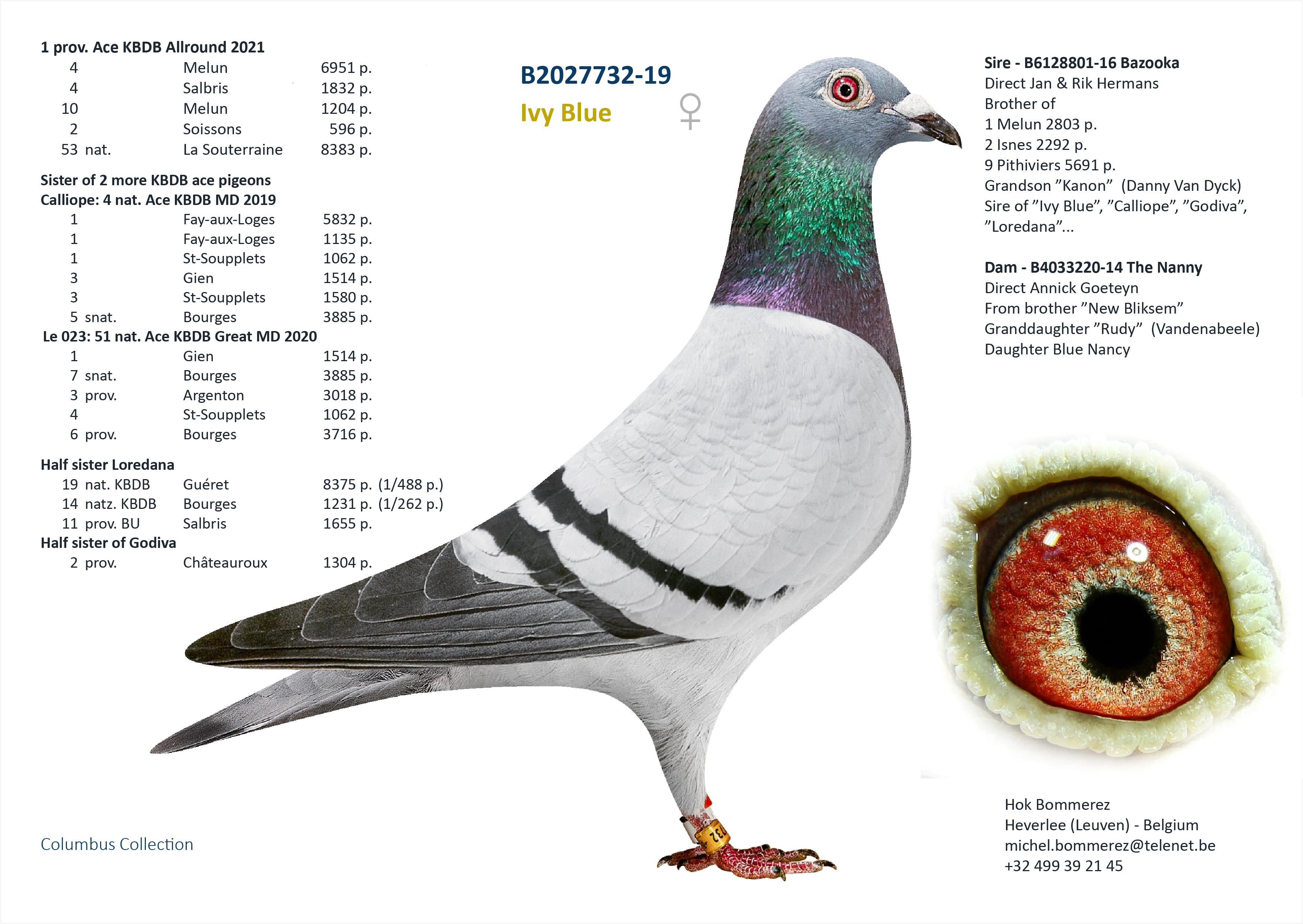“Blue Label", genotype: AB-CCCT - Zoon 1 prov. Asduif allround KBDB met o.a. 4 Melun 6951 d. - Familie