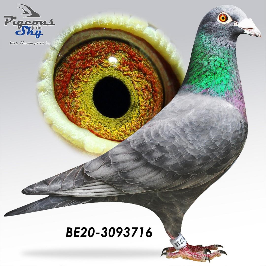 “Full Black" zoon 2 prov. Châteauroux 4341 d. - kleinzoon 1 Blois 1017 d.