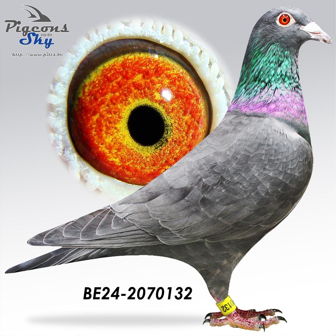 “Gondola", AB genotype, dochter 2 prov. Châteauroux 1304 d.