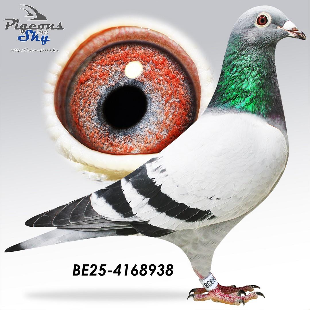 Zoon kleinzoon Golden Prince x Dochter kleinzoon Porsche 911