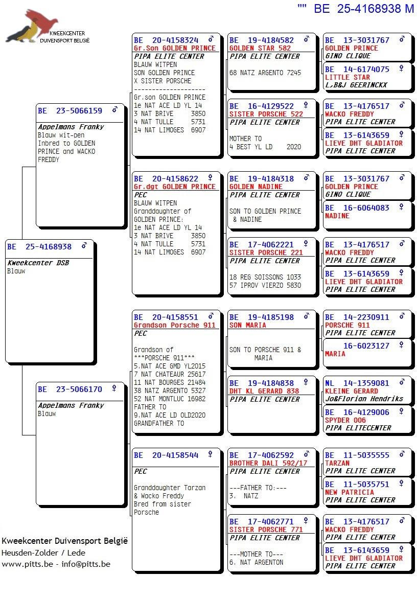 pedigree Zoon kleinzoon Golden Prince x Dochter kleinzoon Porsche 911
