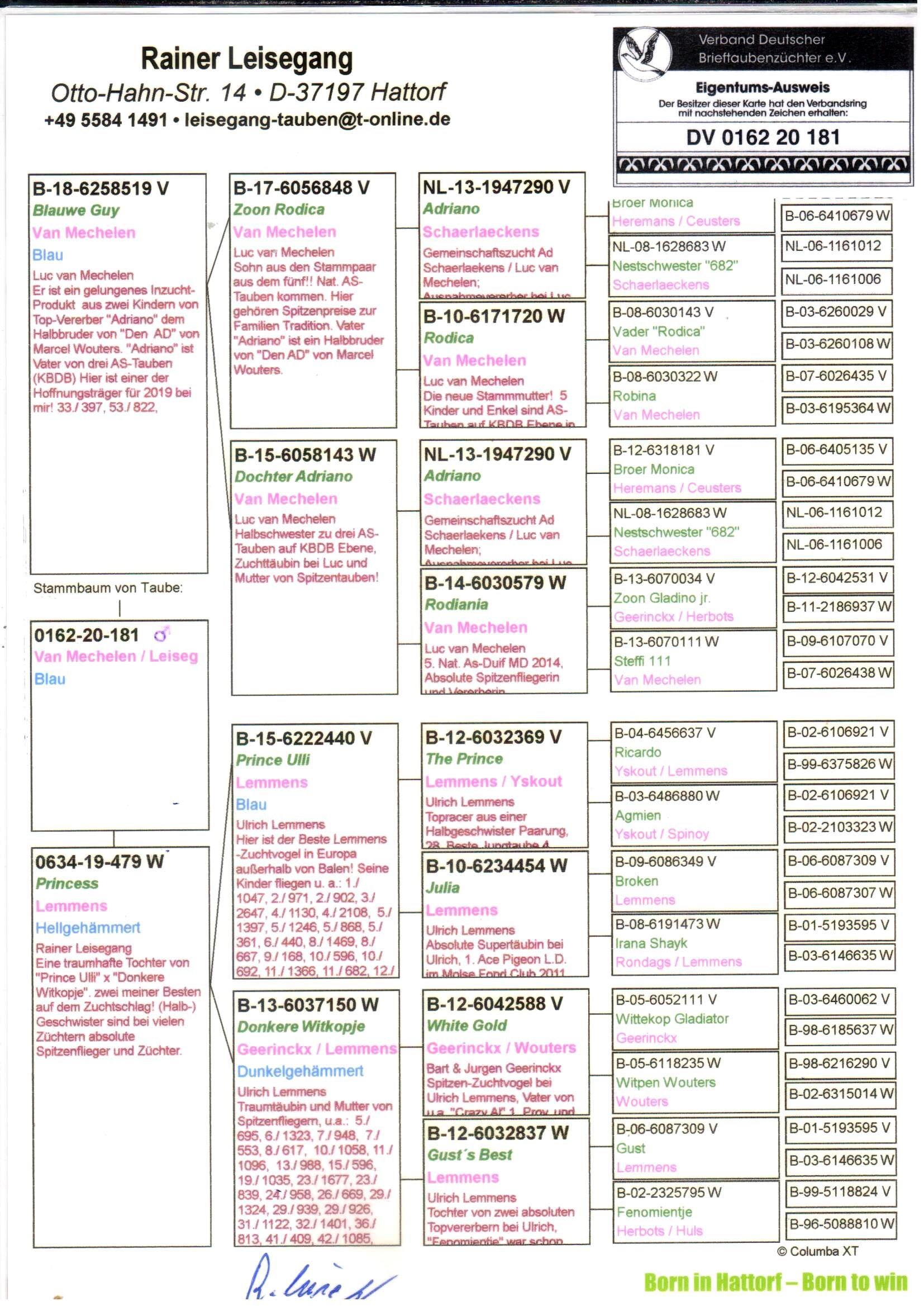 pedigree Blauwe Guy x Princess 