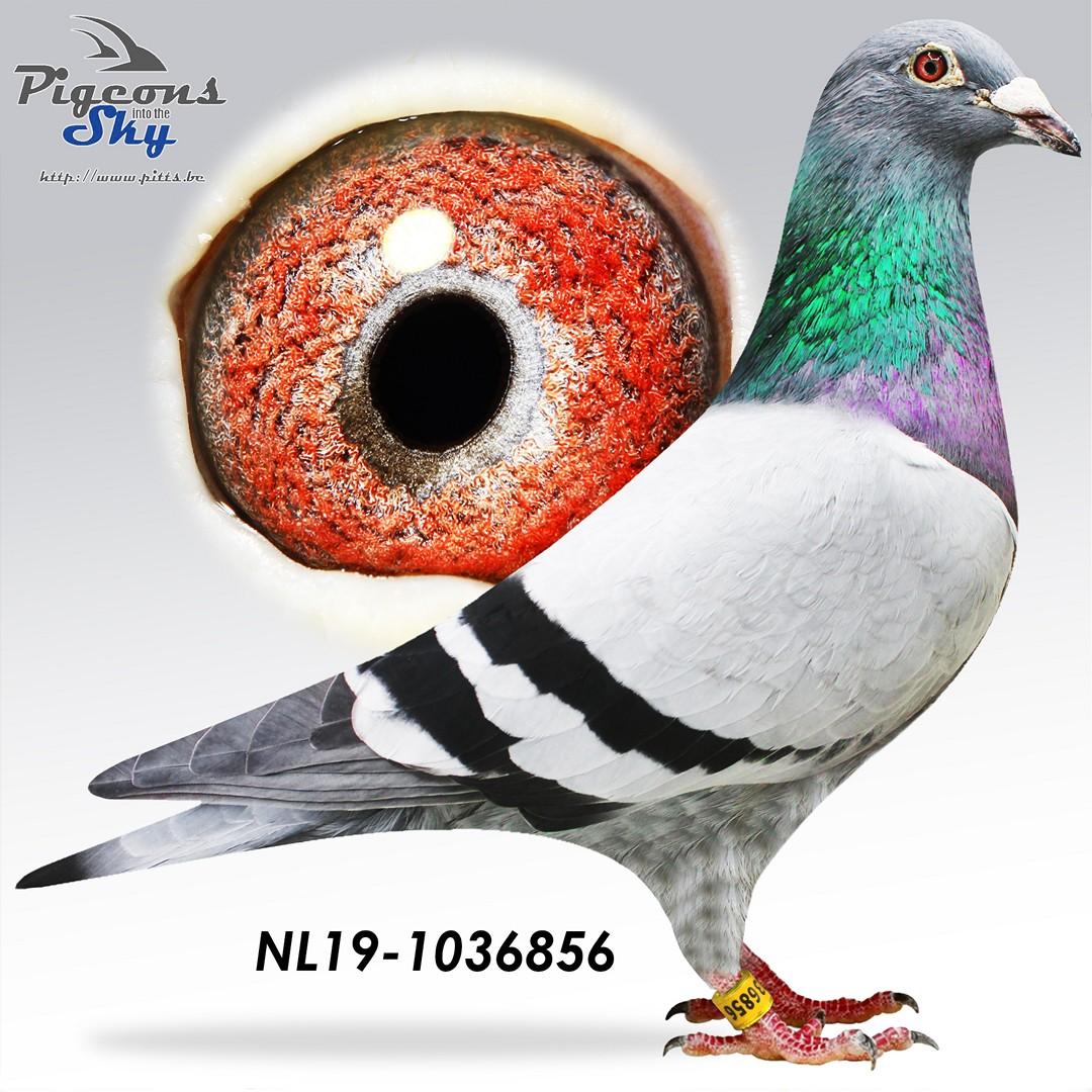 Joopie 475 x The Super 462 