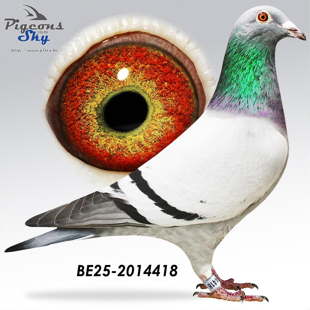 Kind topkoppel Invication x Bb-Nero