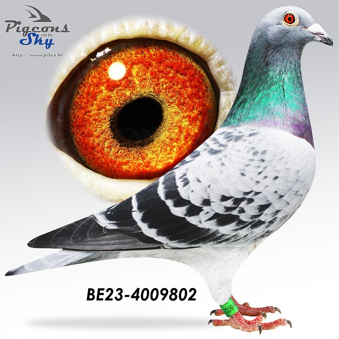 De 802 - 12 x per tiental - Kleinkind 'Kleine Rossi'