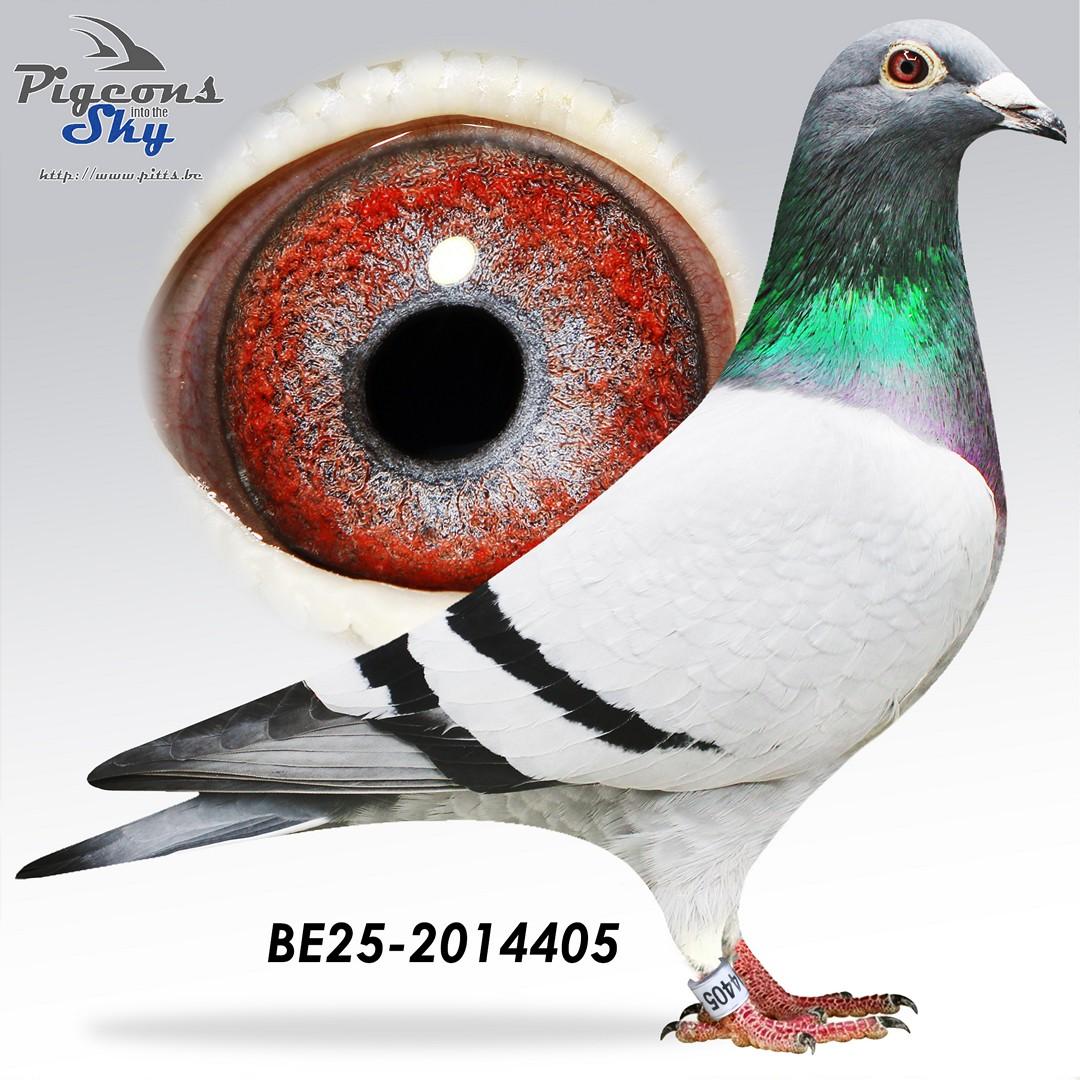 Het beste van Jacobs (De Super, Van Dijckske) & Van den Abbeel-Peleman (Sagan)