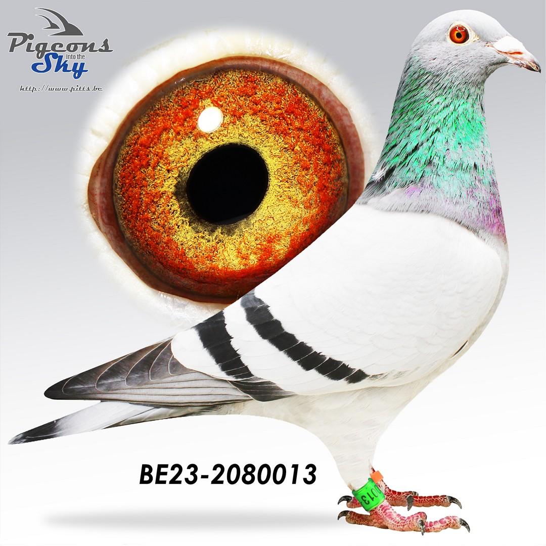 223 x 3° Prov As sprint KBDB ‘20