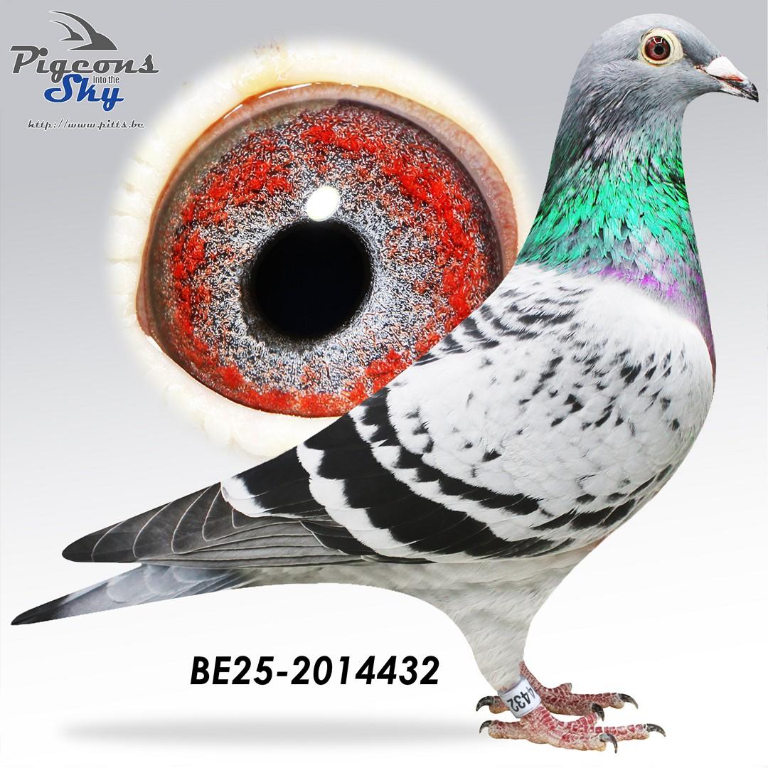 Achterkleinkind Olympic Solange (Verkerk G&S) & lijnen Rudy, Mr.Magic (Vandenabeele Gaby)