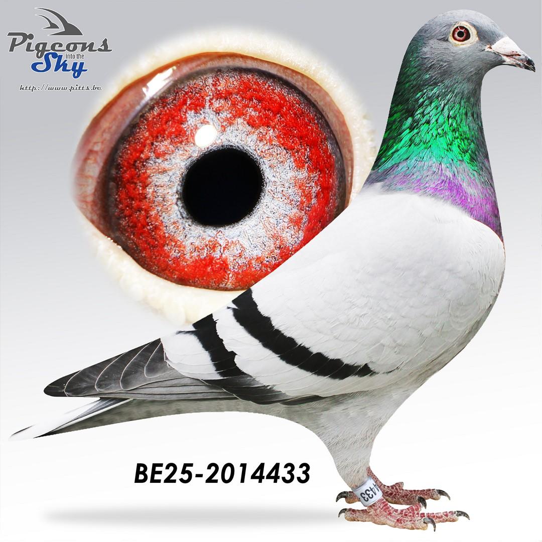 Achterkleinkind Olympic Solange (Verkerk G&S) & lijnen Rudy, Mr.Magic (Vandenabeele Gaby)