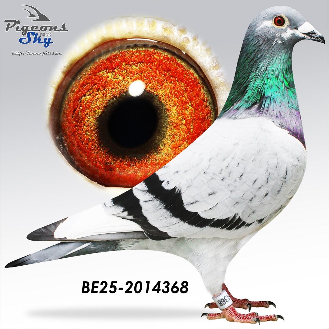 Halfbroer Mathieu, 8e Nat.Asduif KBDB 4 vluchten 2018 & Achterkleinkind Sagan, 1e Nat.Asduif KBDB 4 vluchten 2018