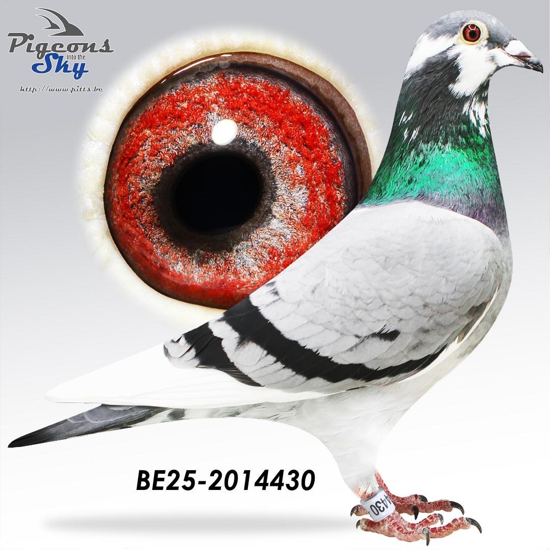 Halfzuster Mathieu, 8e Nat.Asduif KBDB 4 vluchten 2018 & Achterkleinkind Sagan, 1e Nat.Asduif KBDB 4 vluchten 2018