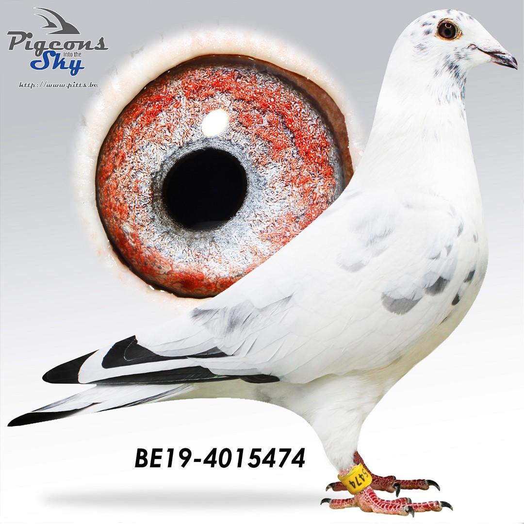 Halfbrother Miss Radek x Kleindochter Amerigo 