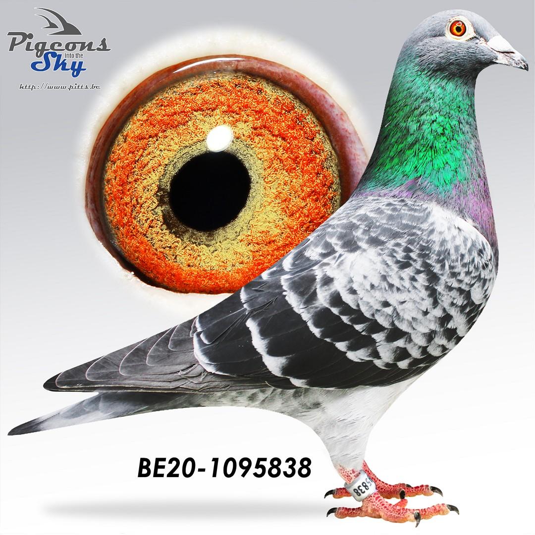 Crack Beauty x Miss Radek 