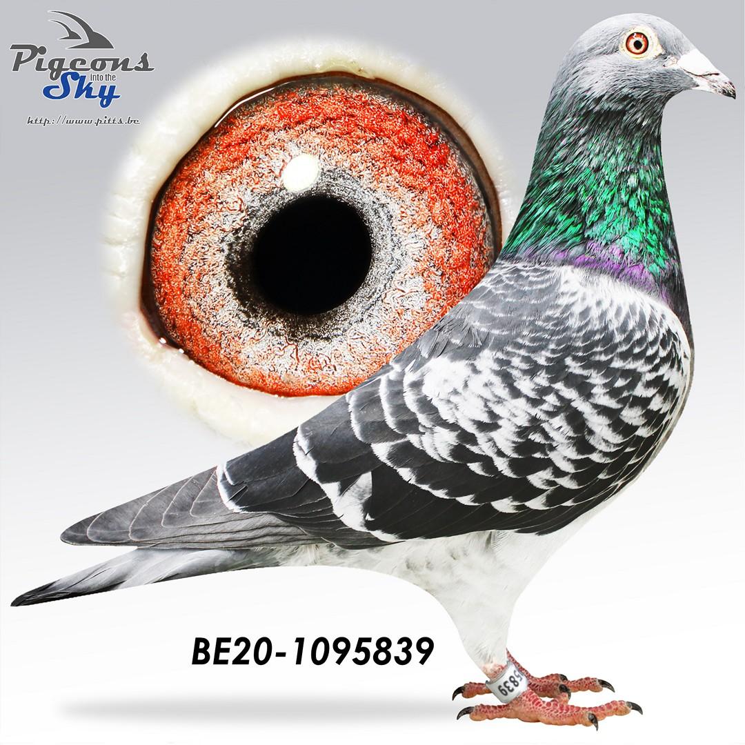 Crack Beauty x Miss Radek 