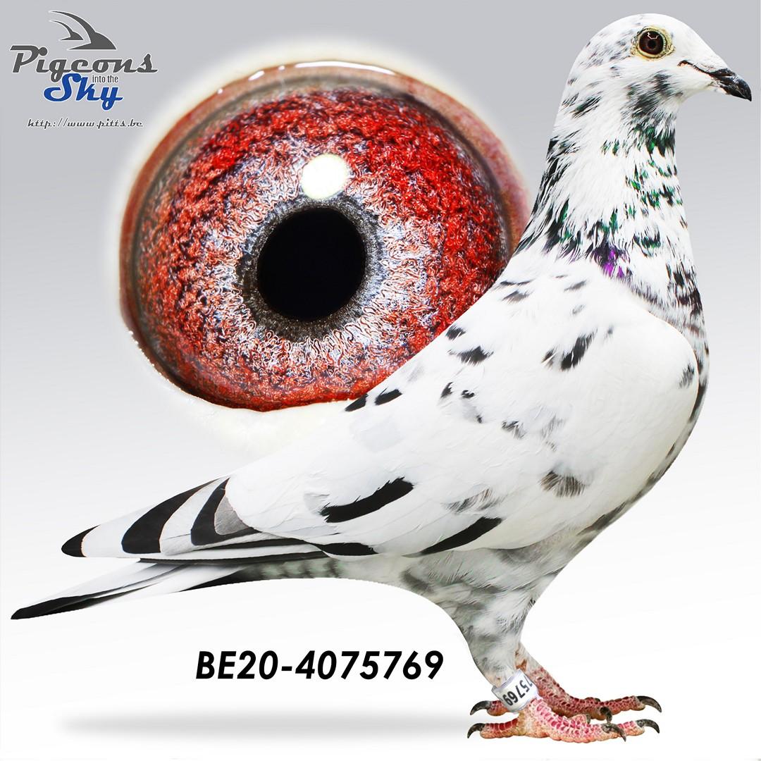 Blauwe Crack x Kleindochter Meeuwke 12 