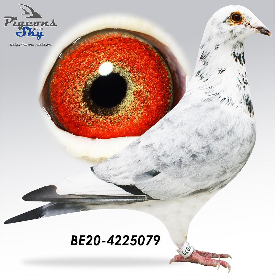 Crack Beauty x Miss Radek 