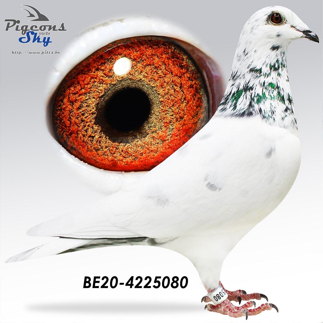 Halfbrother Miss Radek x Kleindochter Amerigo 