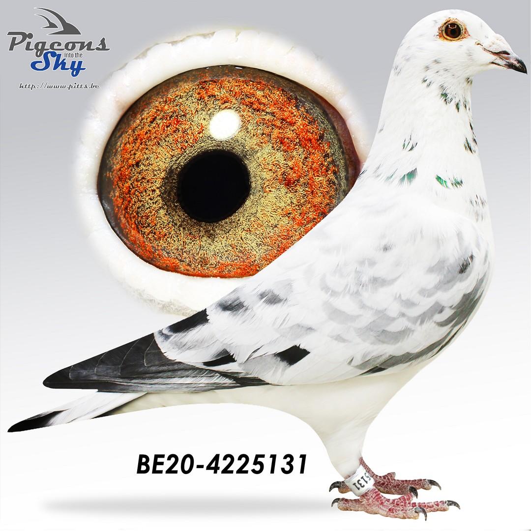 Halfbrother Miss Radek x Kleindochter Amerigo 