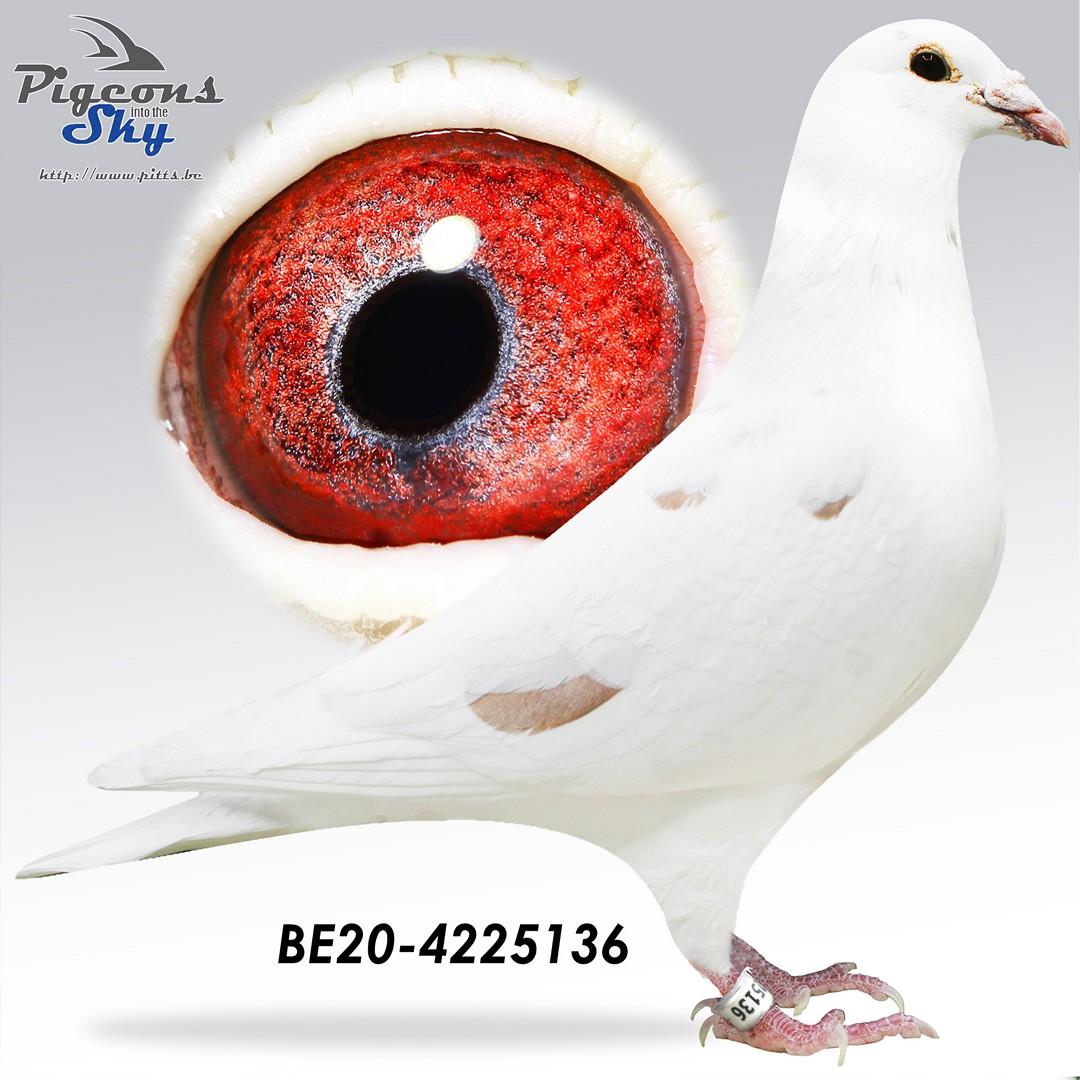 Rode Venus x Miss Amerigo 