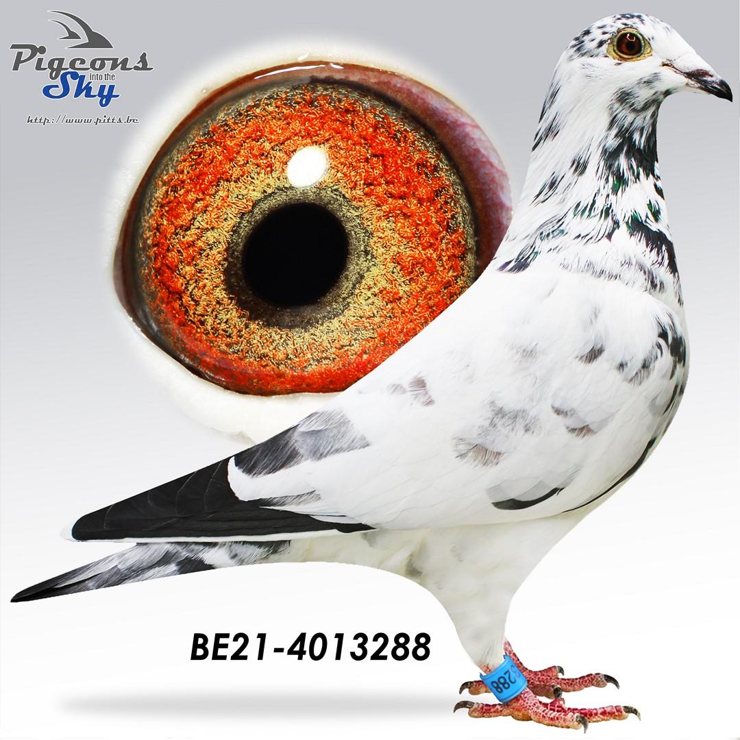 De Vale Ludo x White Amerigo 