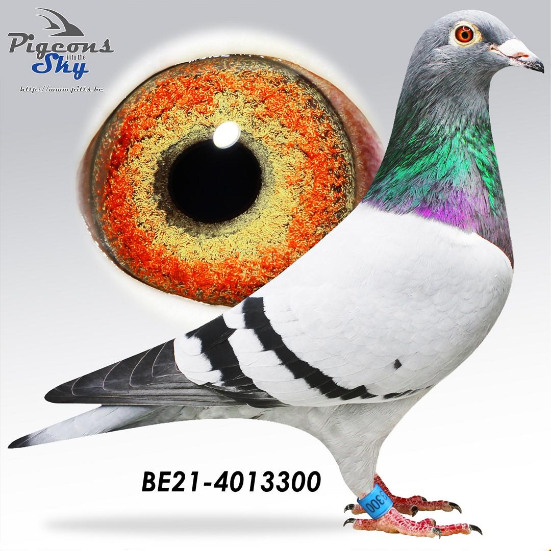 Supercrack 93 x Granddaughter Jonge Supercrack 