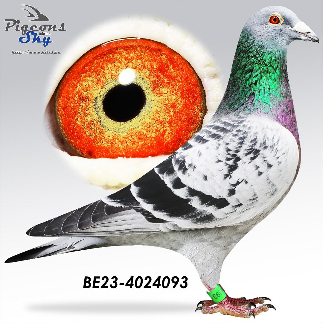 Crack Vedetje Junior x Schimmeltje 