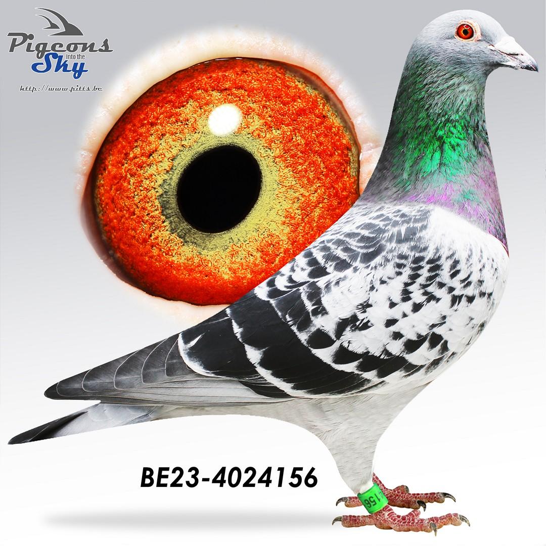 Crack Vedetje Junior x Schimmeltje 