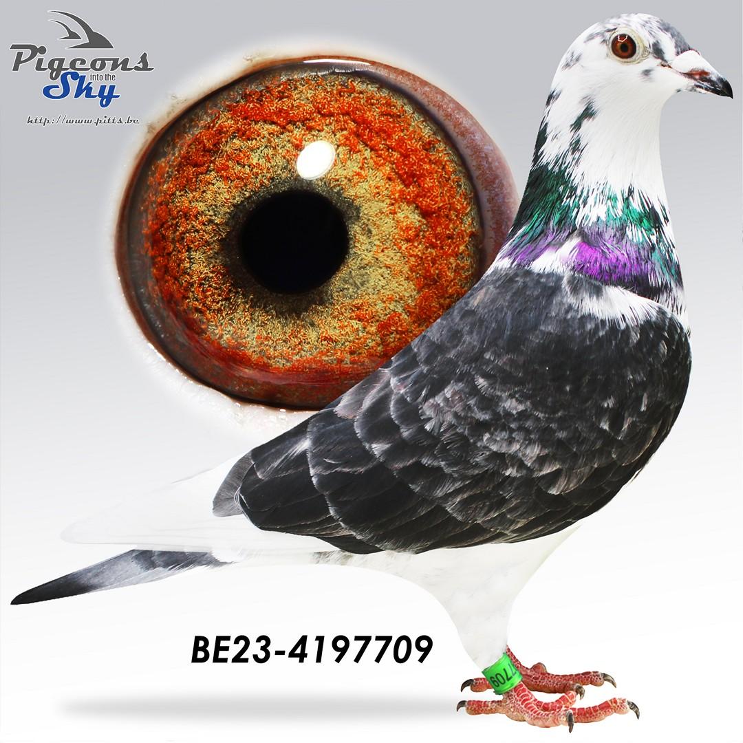 Crack Beauty x Kleindochter Meeuwke 12 