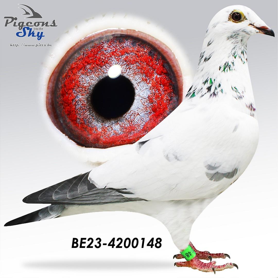 Donkere Crack 1 x White Meeuwke 