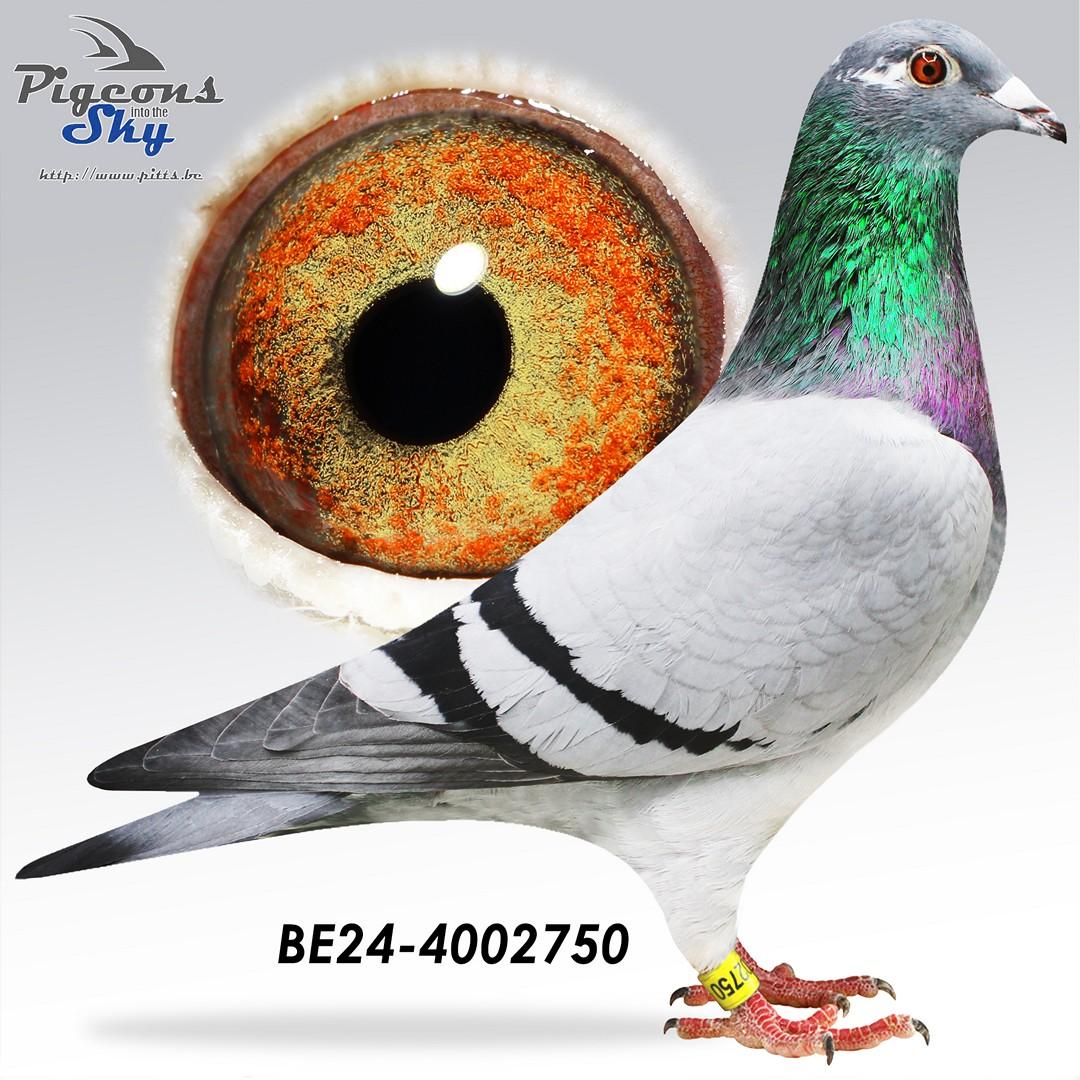 Expensive Kittel x White Star 