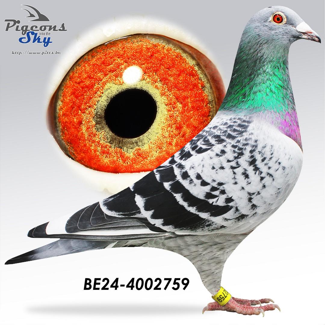 Kleinzoon Meeuwke 12 x White Beauty 