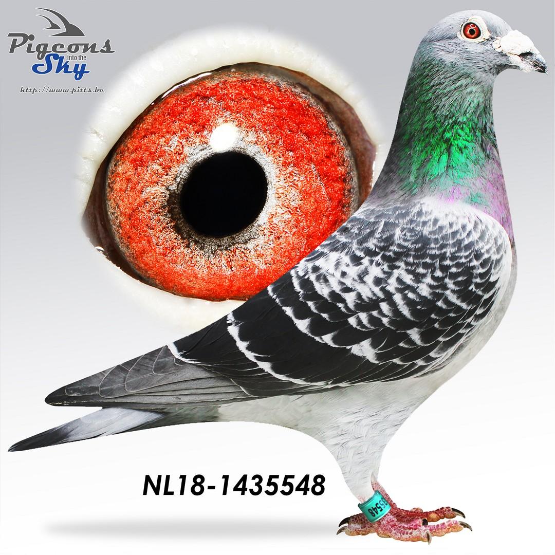 Mr Favoriet x Royal Flush 