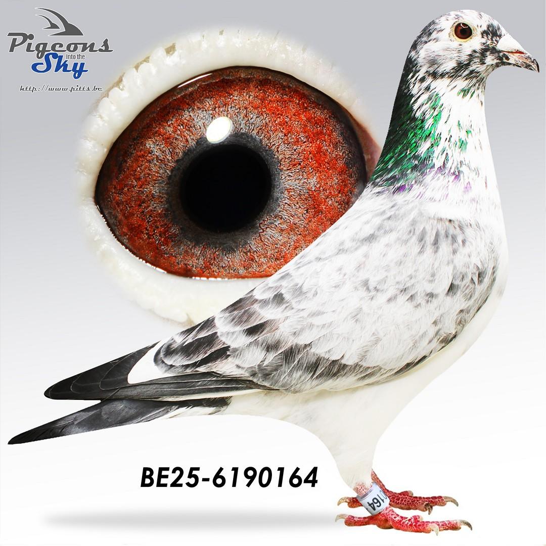 Blizzard Pitbull 164 