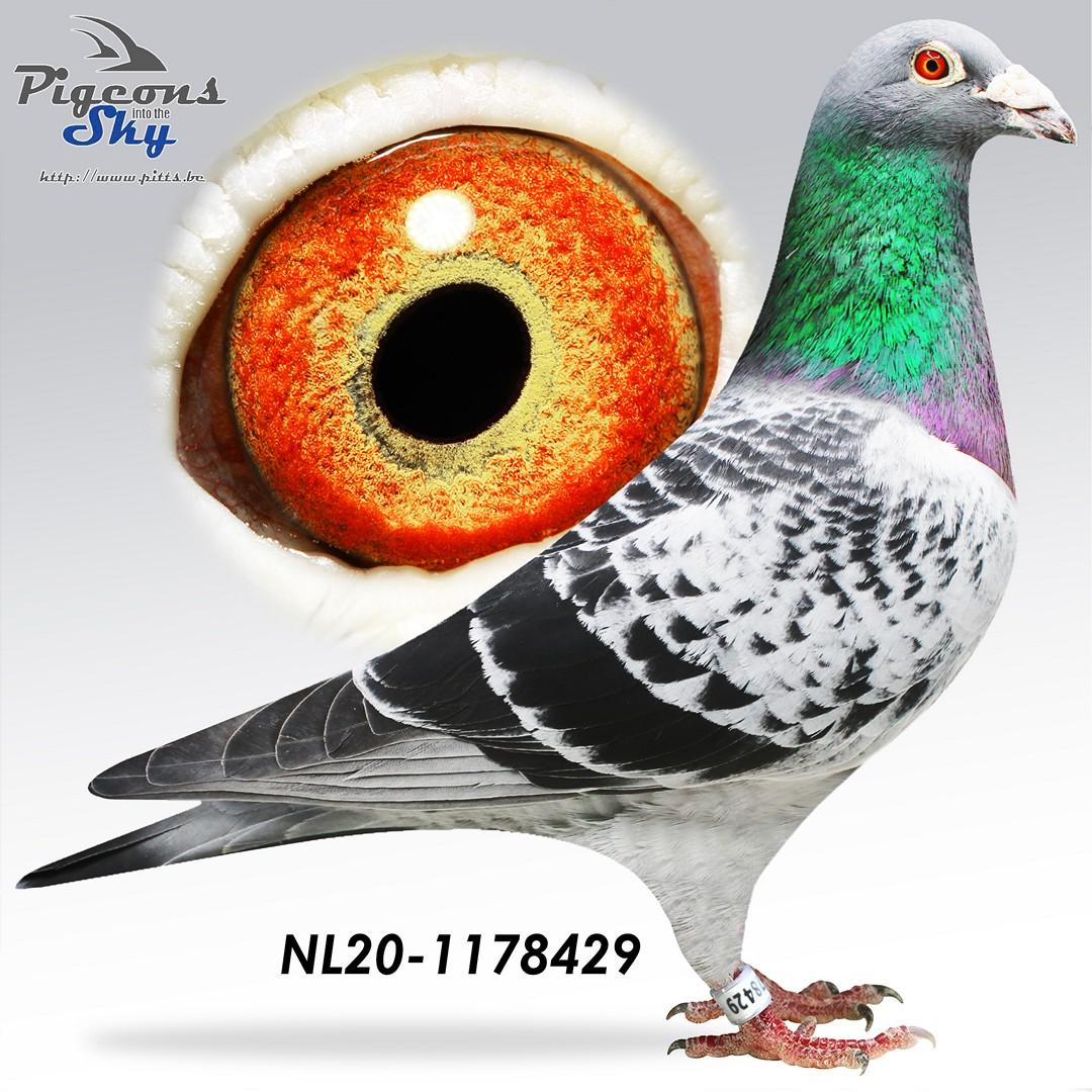 Vip’s Next Andre - Grandson "Meeuwke 12" Ludo Claessens