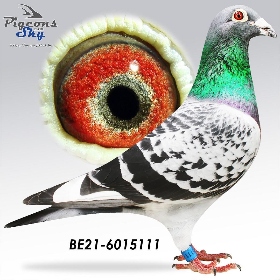 “Amadeo" - kleinzoon Nadine, 1 nat. Asduif GHF KBDB - genotype AB-CCCC