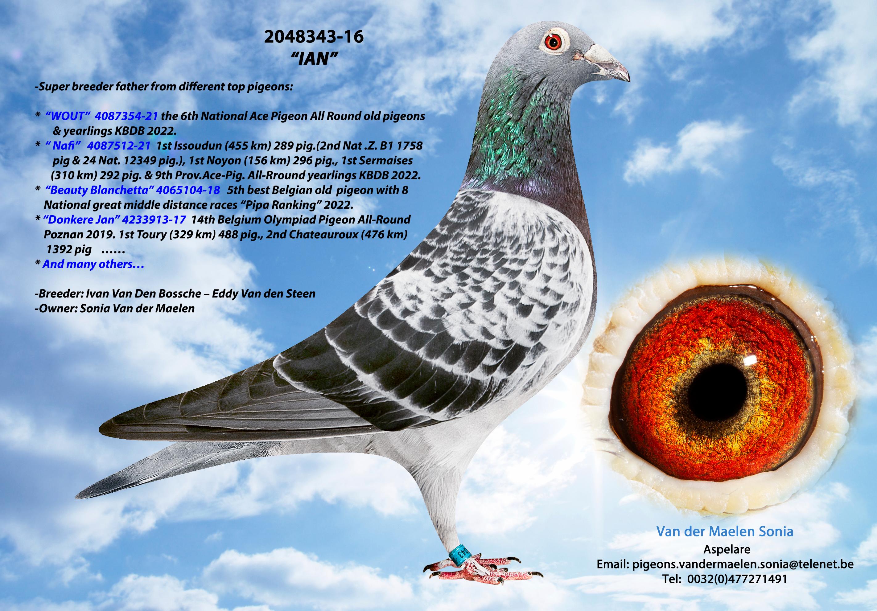 Blue Leidewou 863  - Familie