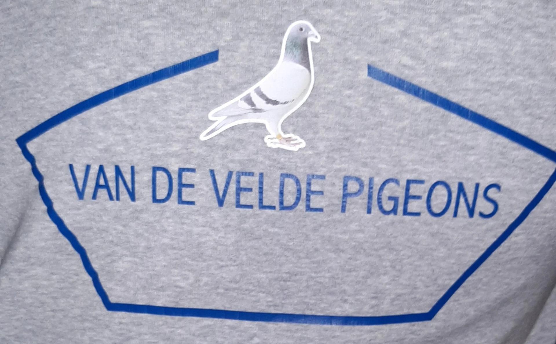 Van De Velde Stefaan ( Mazenzele ) schenkt een jonge duif 2026 op afspraak (2° ronde )