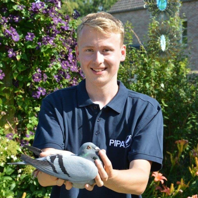 Van Den Berghe Arno (Ophasselt ) schenkt een jonge duif 2026 op afspraak.