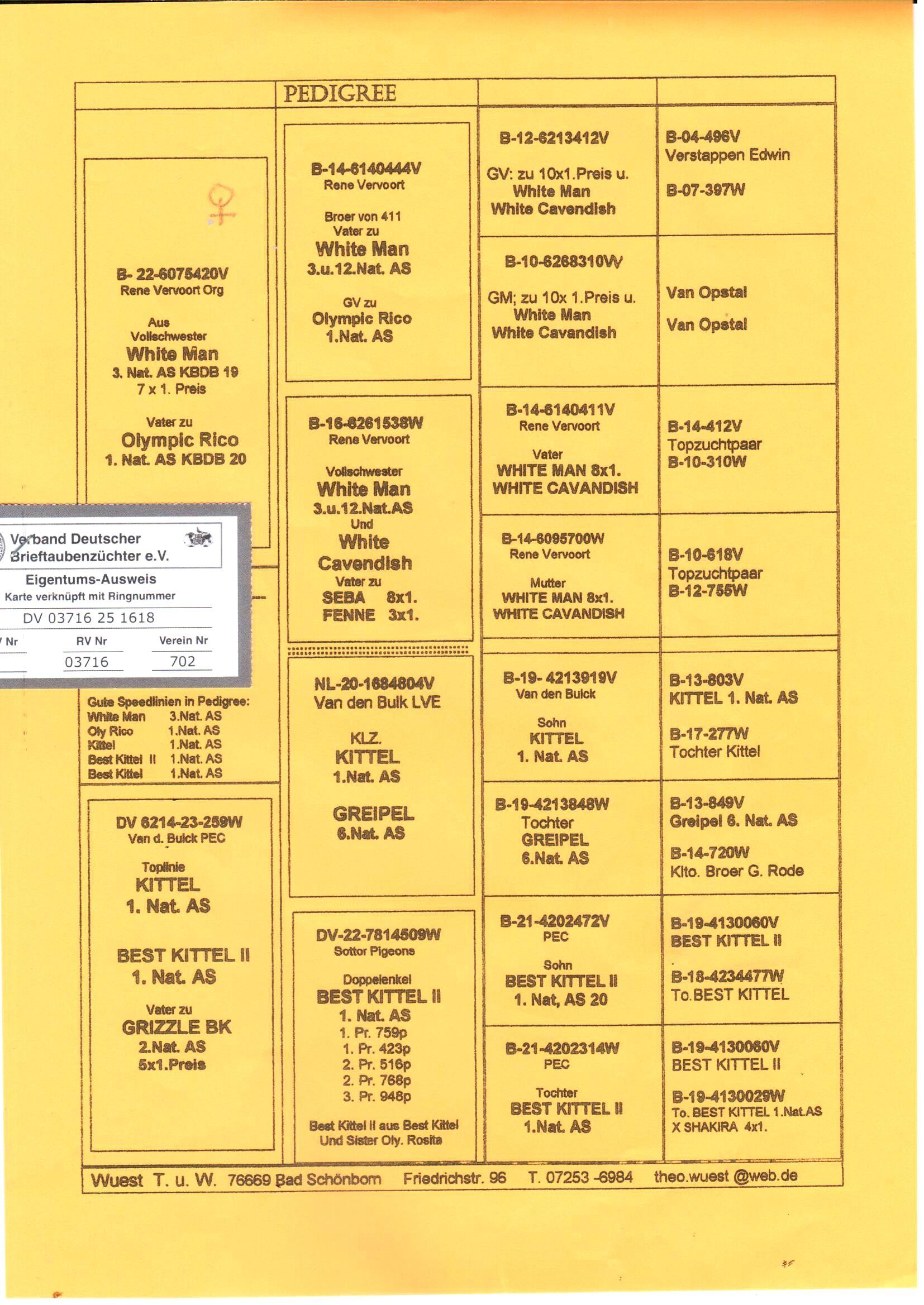 pedigree Lijn White Man x Toplijn Kittel 