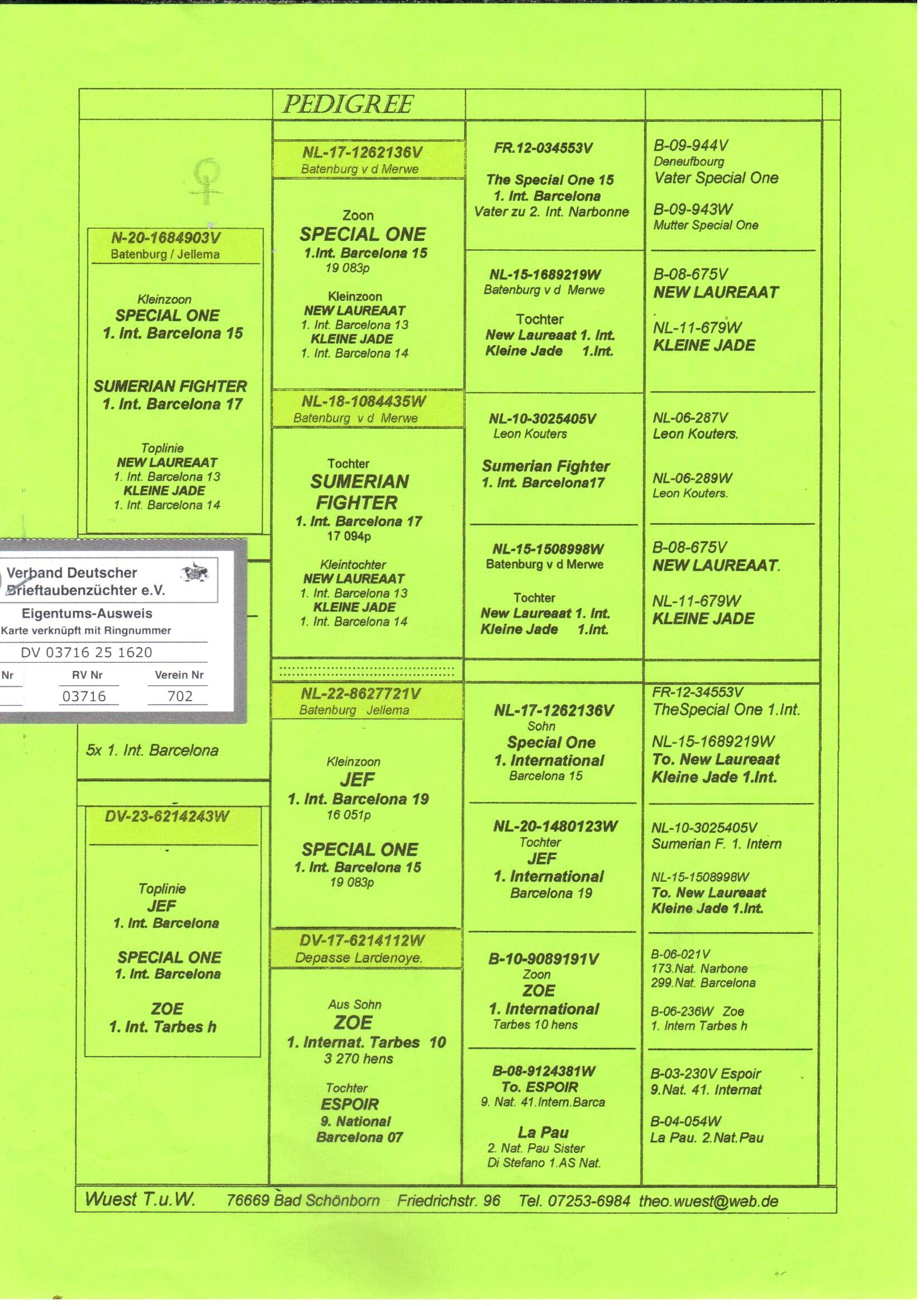 pedigree Kleinzoon Special One x Toplijn Jef 