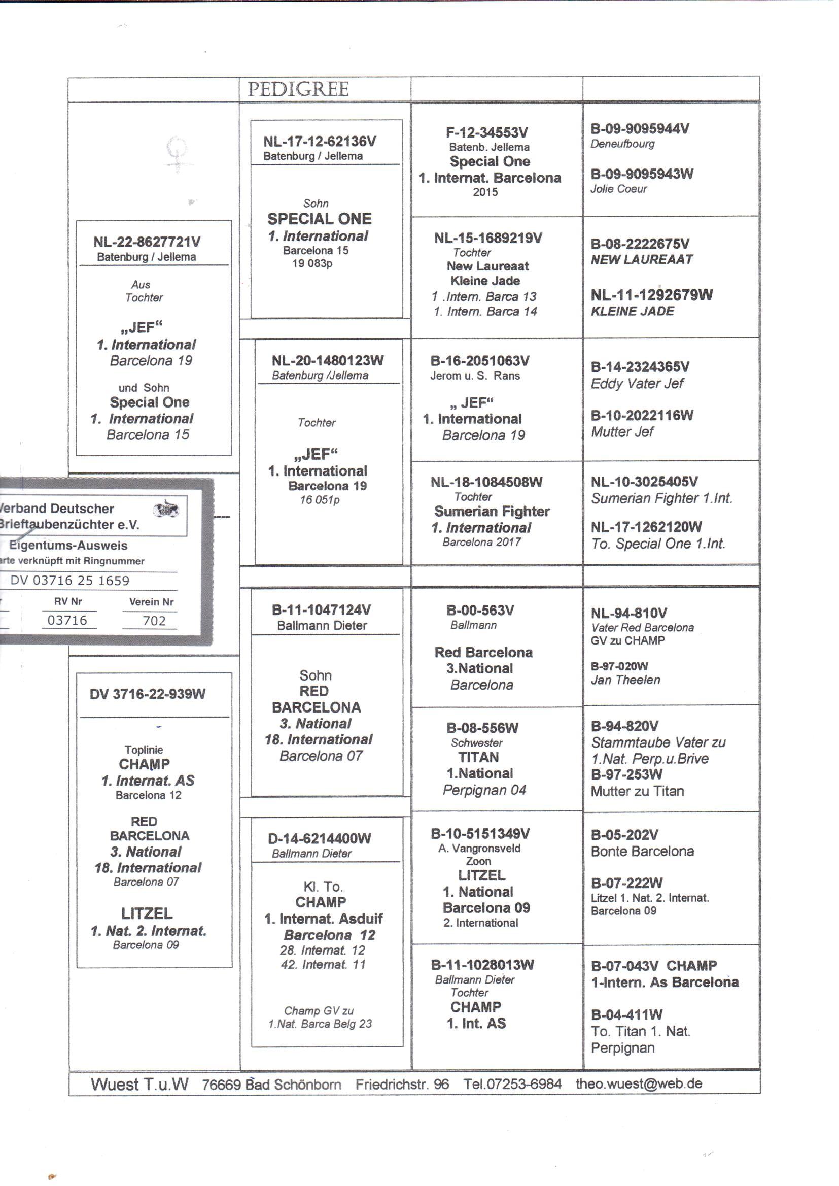 pedigree Kleinzoon Jef x Toplijn Champ 