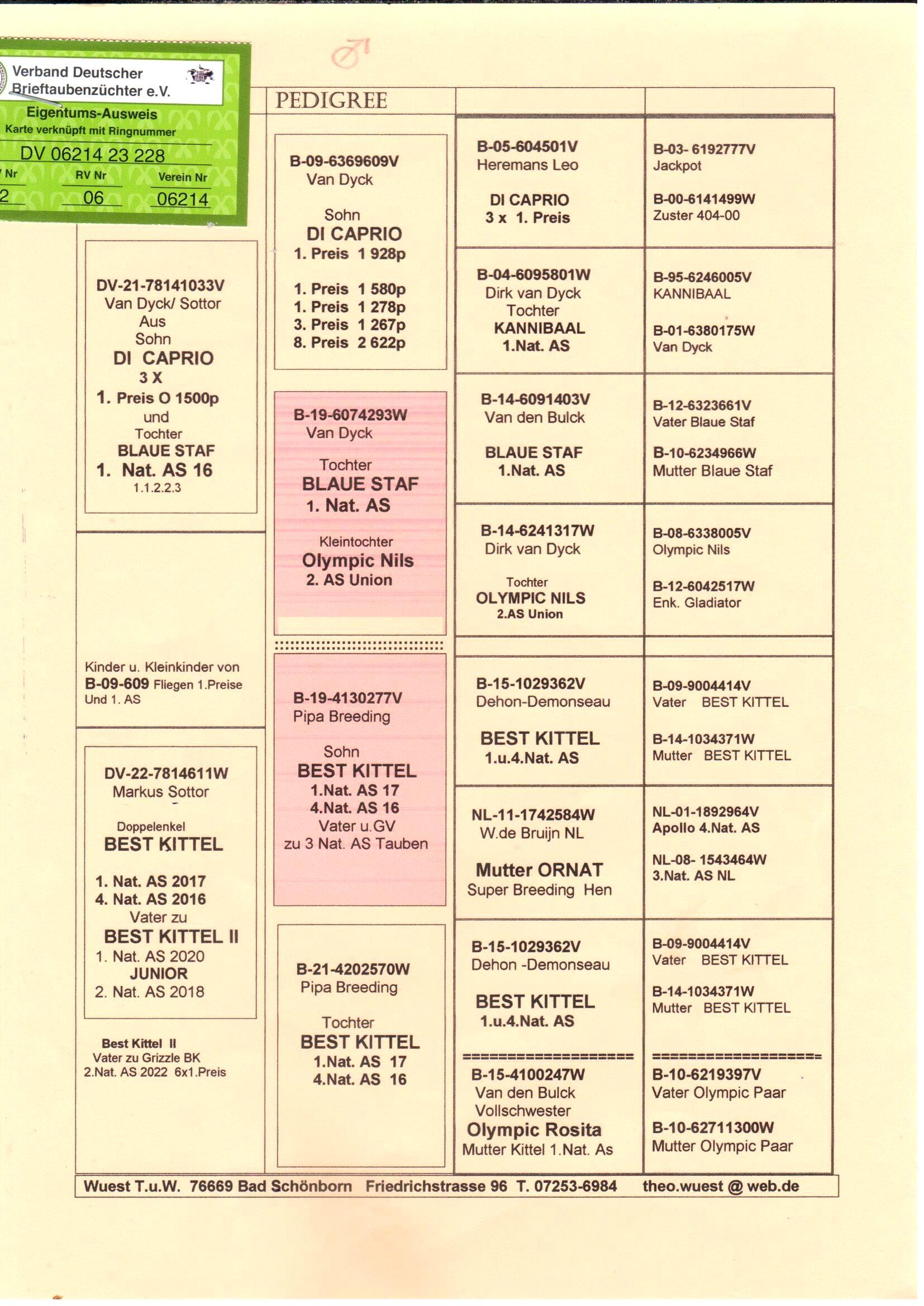 pedigree Kleinzoon Di Caprio x Inteelt Best Kittel 