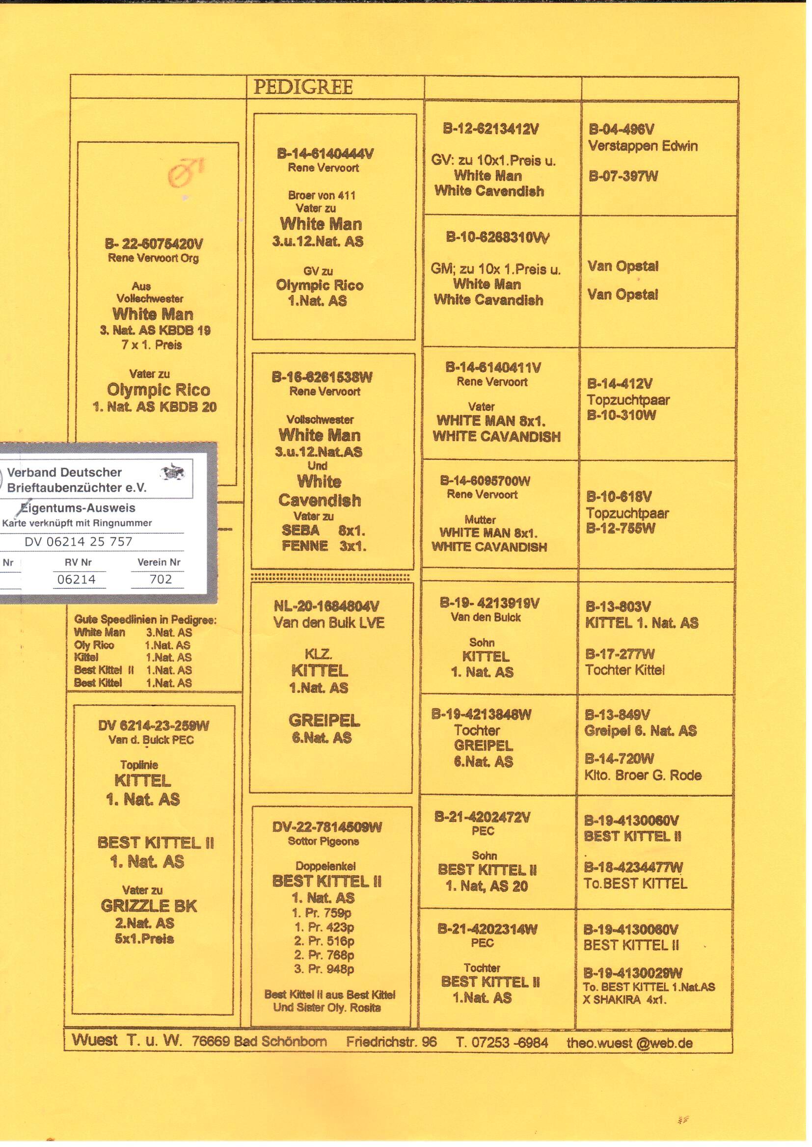 pedigree Lijn White Man x Toplijn Kittel 